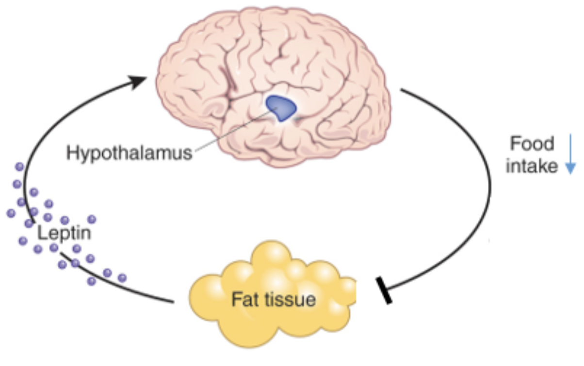 Screenshot 2025-08-22 at 10.16.36 AM.png